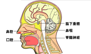 了解鼻咽癌的常见并发症