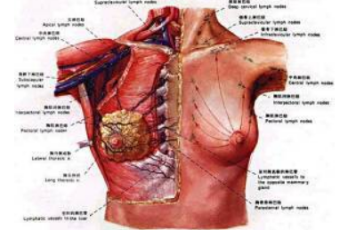 乳腺癌的发病原因有哪些