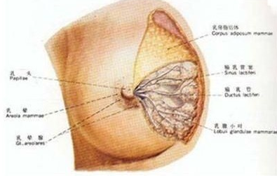 乳腺癌是怎样的疾病