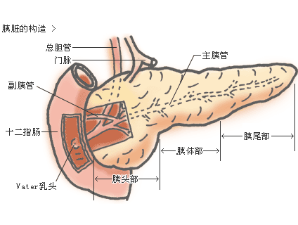 胰腺癌的早期症状有哪些呢